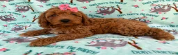 Cavapoo dogs for sale: Blaire - Ad 3