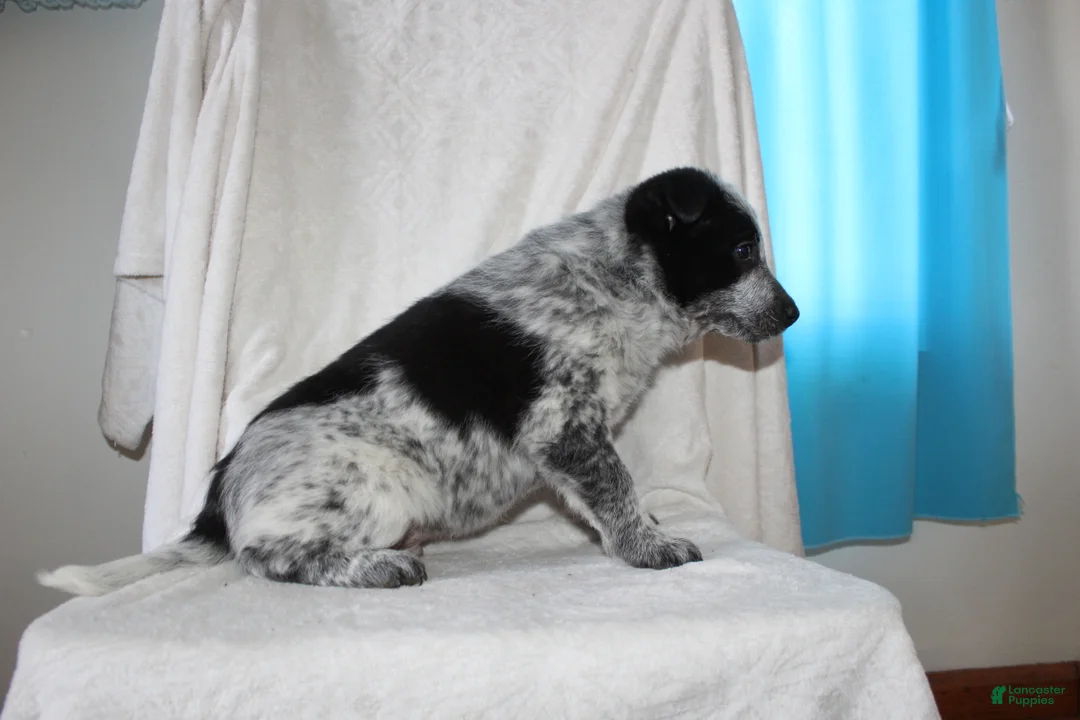 Australian Cattle Dog dogs for sale: Rocky - Ad 6