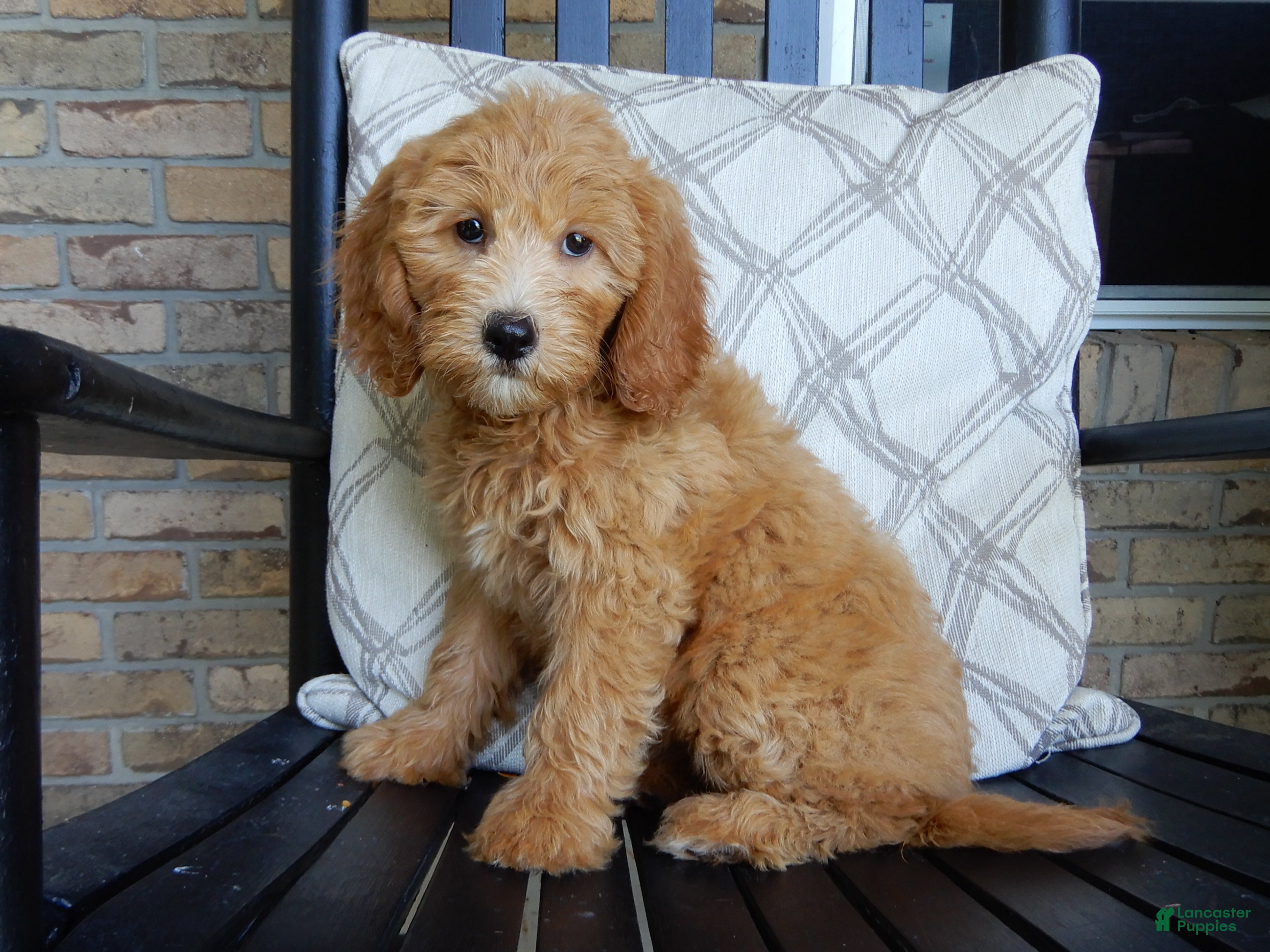 Mini Goldendoodle dogs Peaches - Ad 2