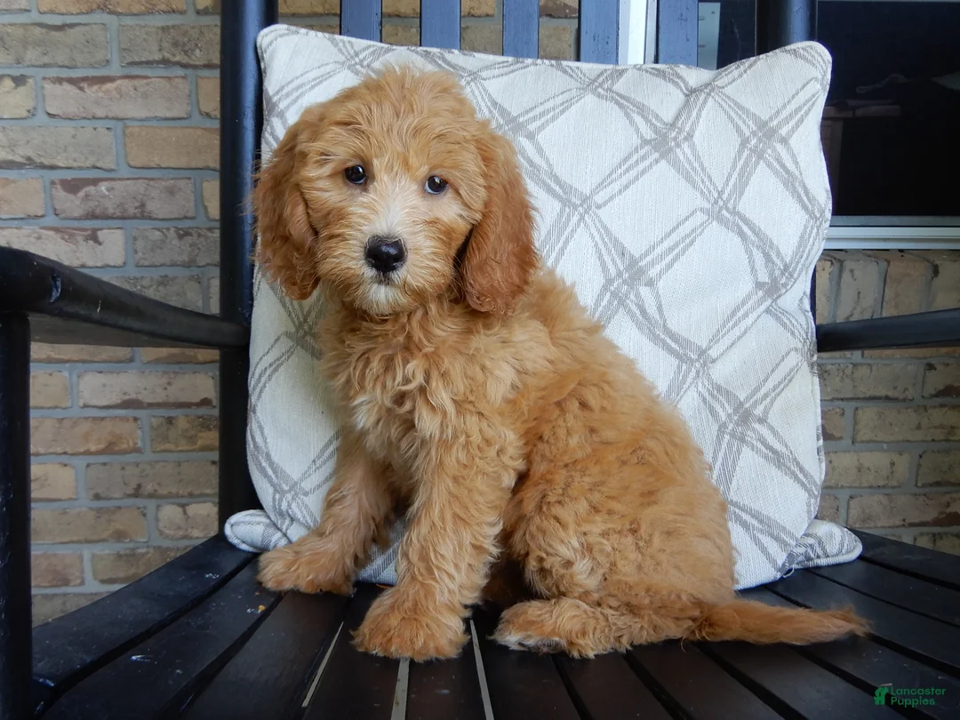 Mini Goldendoodle dogs for sale: Peaches - Ad 2