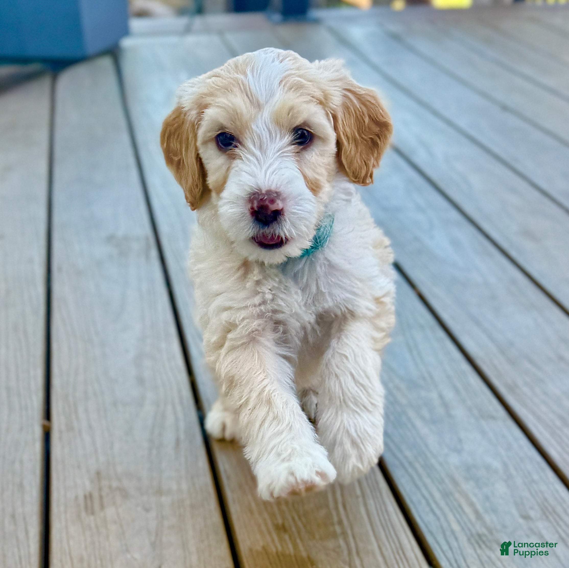 Bernedoodle dogs Jinx - Ad 1
