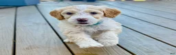 Bernedoodle dogs for sale: Jinx - Ad 1