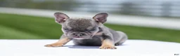 French Bulldog dogs for sale: Jana - Ad 7