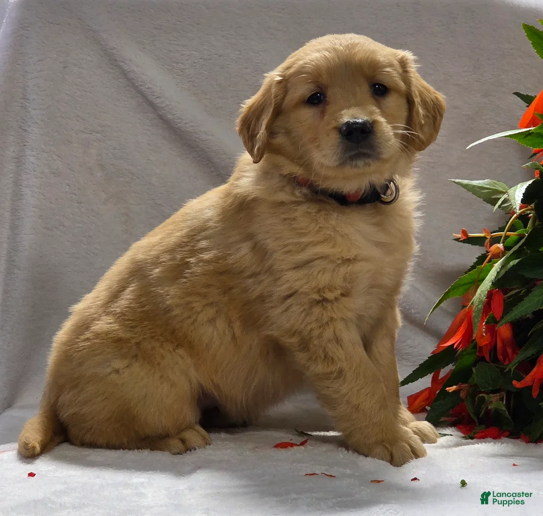 Golden Retriever dogs for sale: Dallas - Ad 1