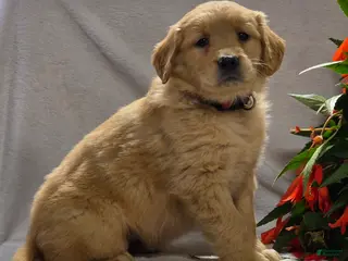 Golden Retriever dogs for sale: Dallas - Ad 3