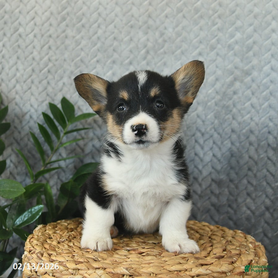 Welsh Corgi Pembroke dogs Pita  - Ad 2