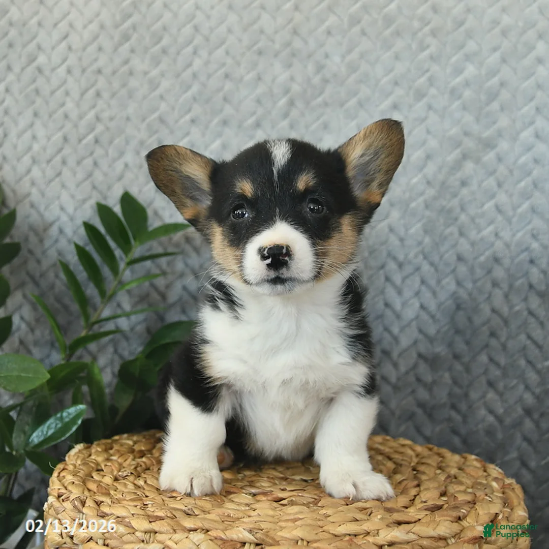 Welsh Corgi Pembroke dogs for sale: Pita  - Ad 2
