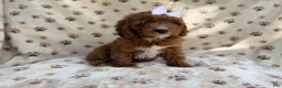 Cavapoo dogs for sale: Lettie - Ad 4