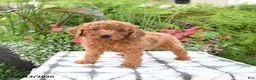 Toy Poodle dogs for sale: Rose - Ad 4