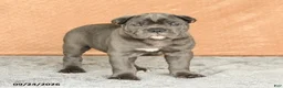 Cane Corso dogs for sale: Roman - Ad 5