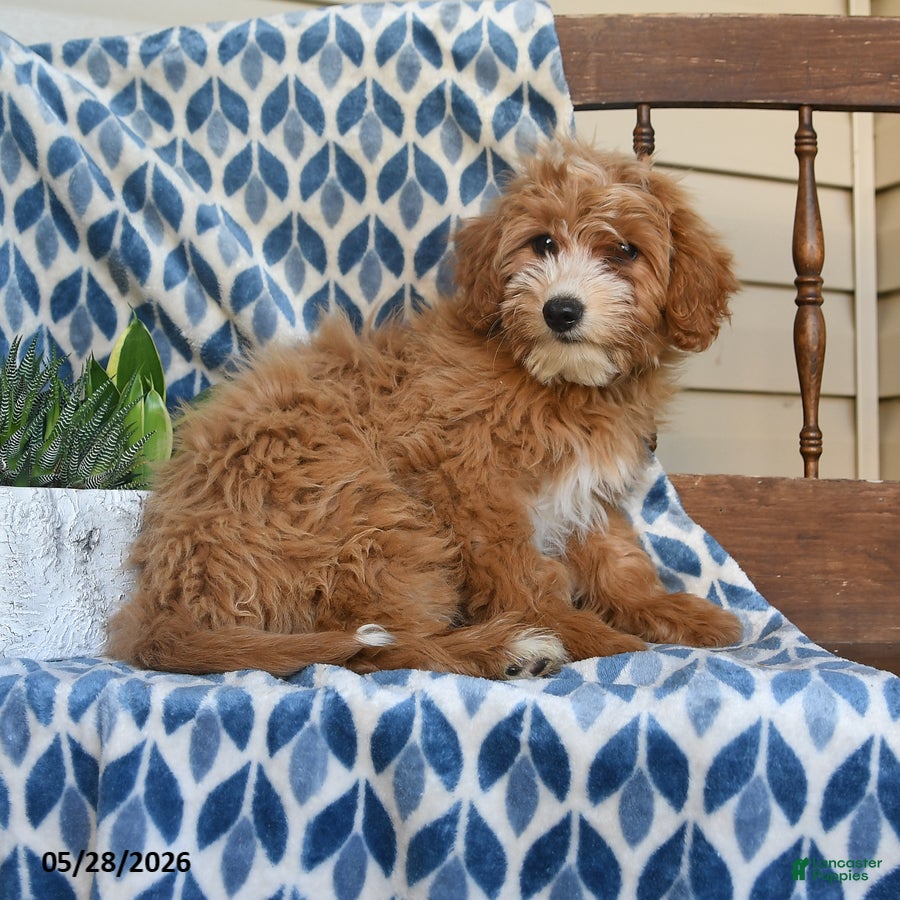 Mini Goldendoodle dogs for sale: Fauna - Ad 3