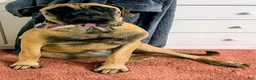 Mixed Breed dogs for sale: Yellow collar  - Ad 8