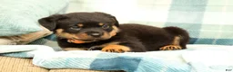 Rottweiler dogs for sale: Titan - Ad 3