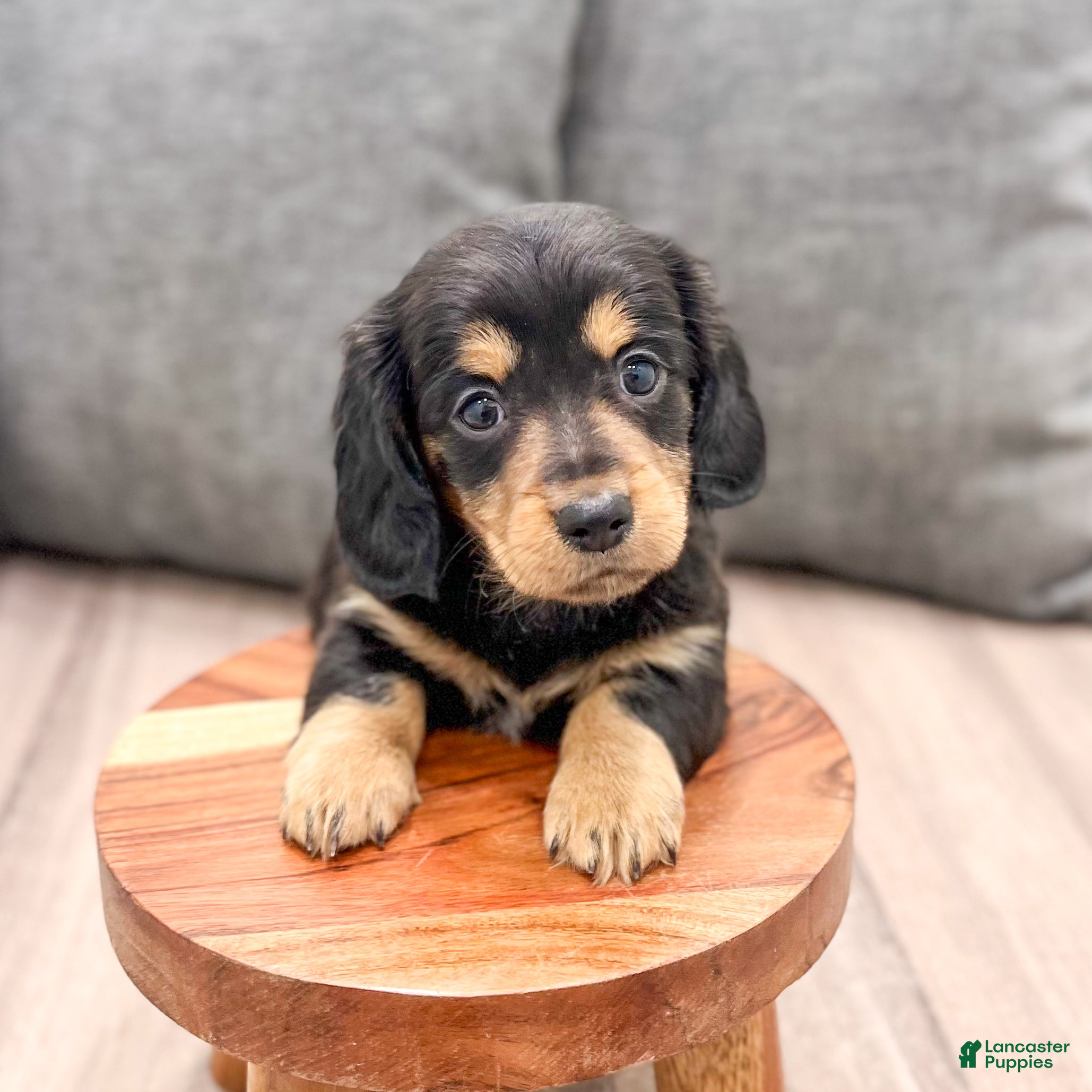 Miniature Dachshund dogs Jenny - Ad 1
