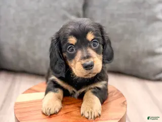Miniature Dachshund dogs for sale: Jenny - Ad 4