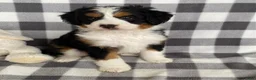 Mini Bernedoodle dogs for sale: Opal- mini/medium - Ad 1