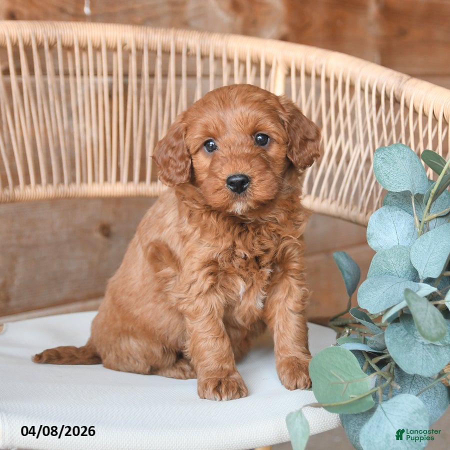 Mini Bernedoodle dogs Max - Ad 1