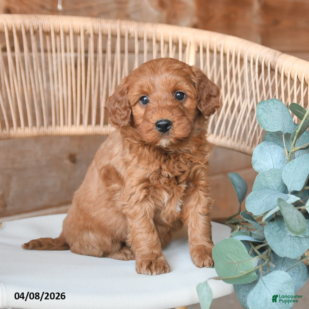 Mini Bernedoodle dogs for sale: Max - Ad 1