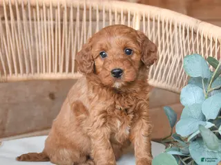 Mini Bernedoodle dogs for sale: Max - Ad 1