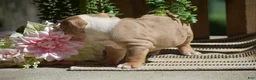English Bulldog dogs for sale: Miley - Ad 6