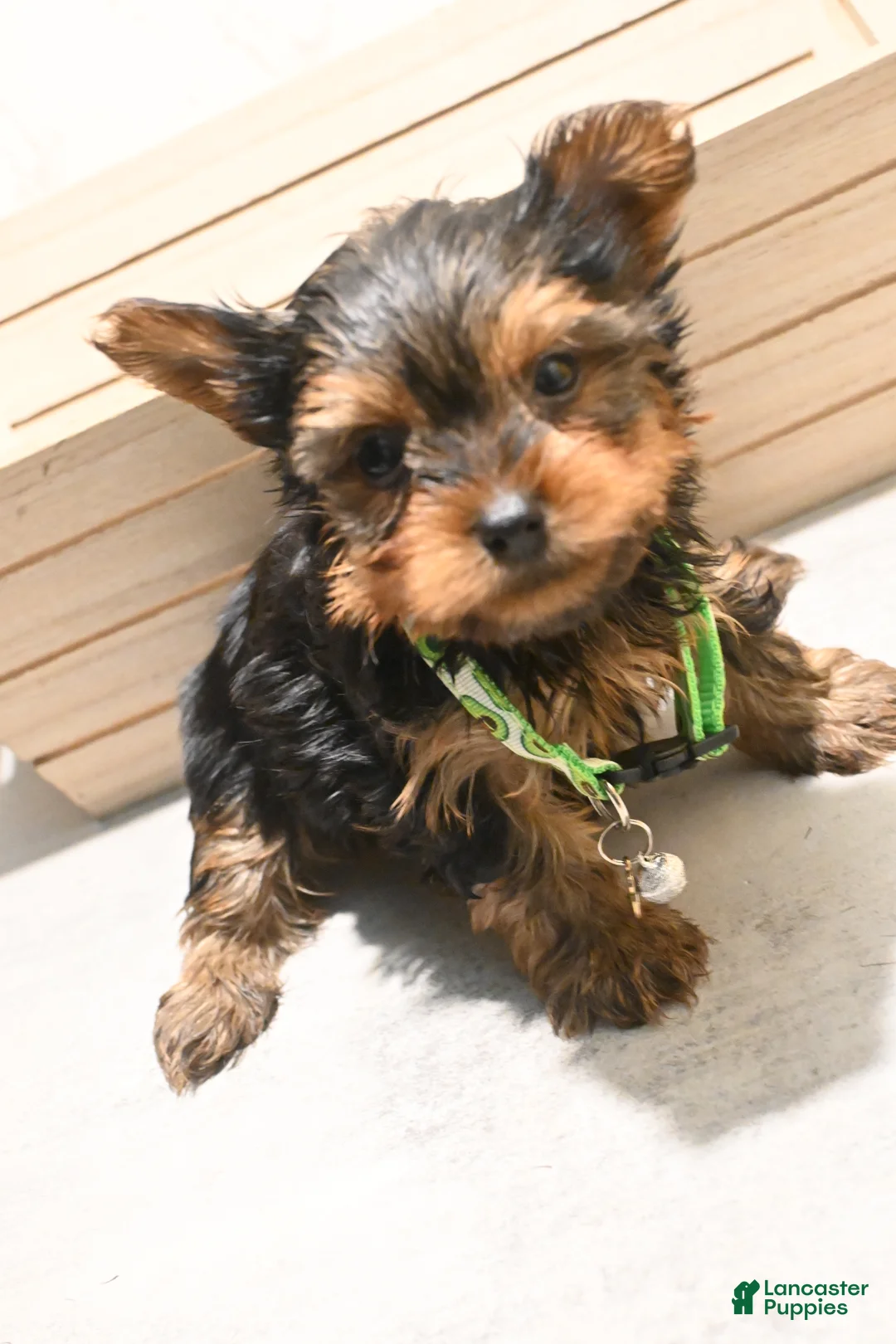 Yorkshire Terrier dogs for sale: Teacup Tyler  - Ad 1