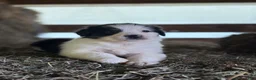 Australian Shepherd dogs for sale: Bella - Ad 7