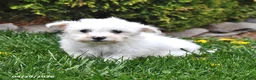 Bichon Frise dogs for sale: Summit - Ad 3