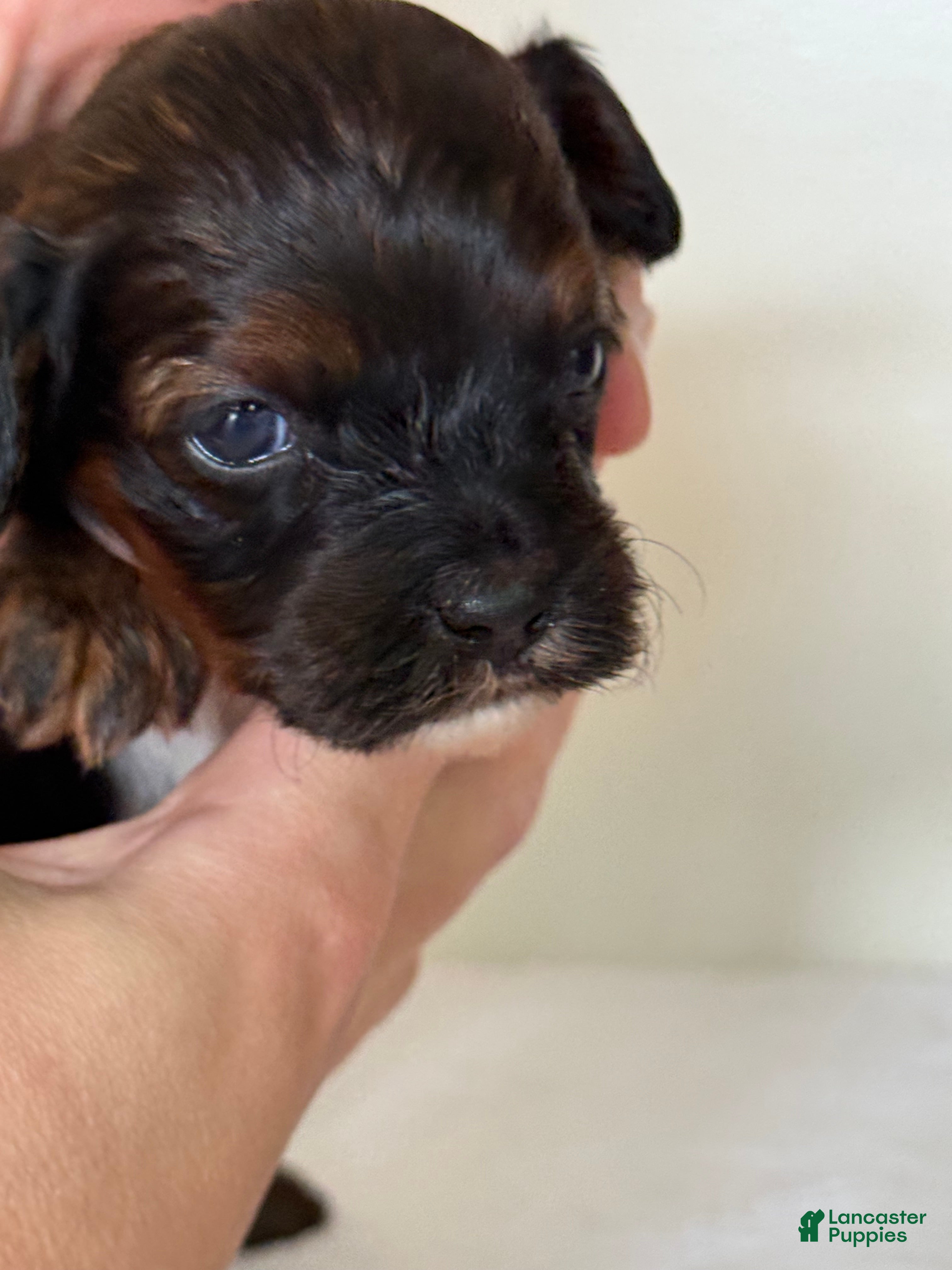 Cavapoo dogs Chocolate Chip Cavapoo  - Ad 1