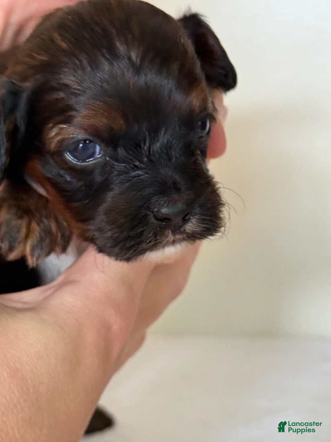 Cavapoo dogs for sale: Chocolate Chip Cavapoo  - Ad 1