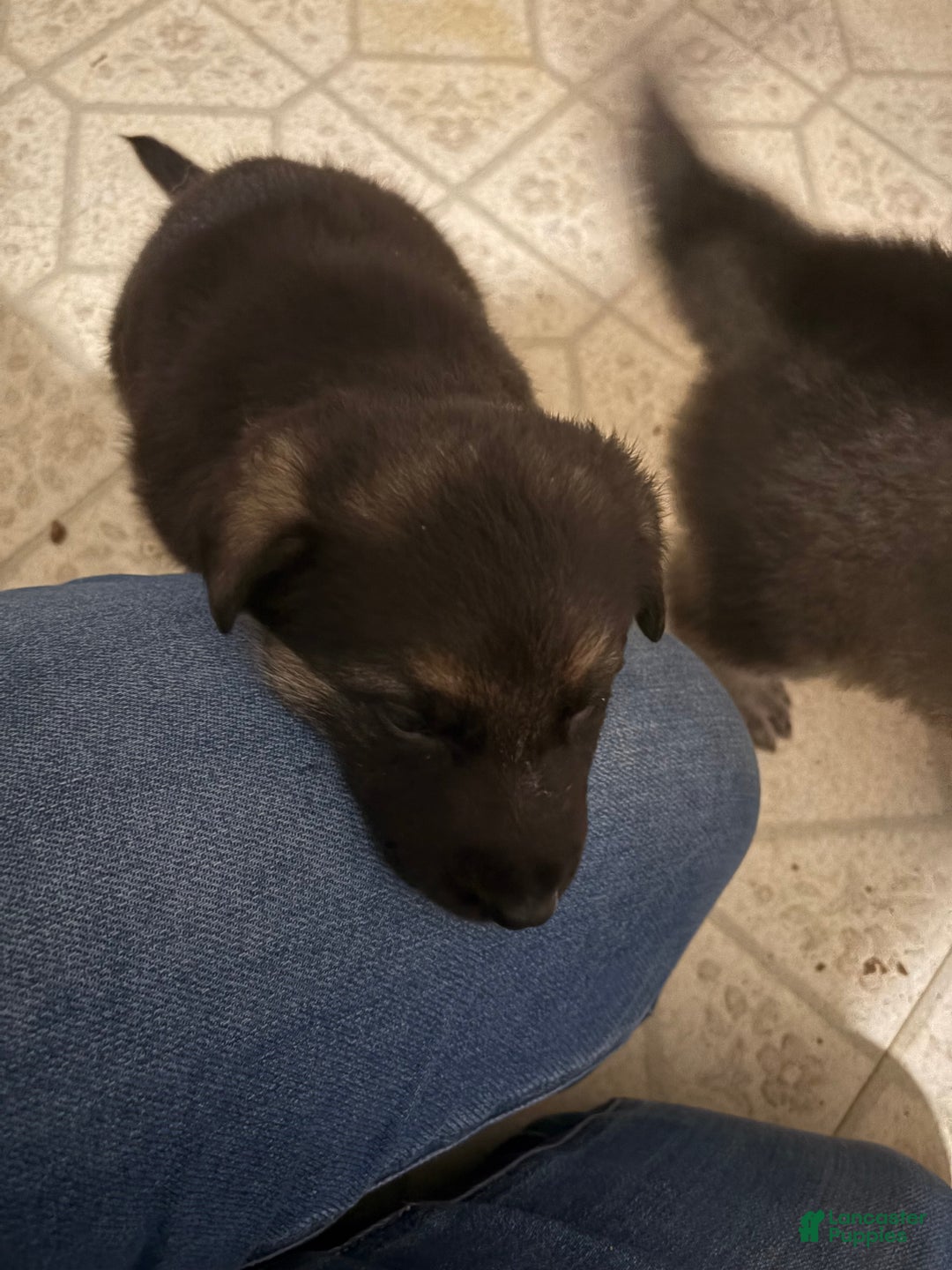 German Shepherd dogs for sale: German Shepherd Puppy 2 - Ad 4