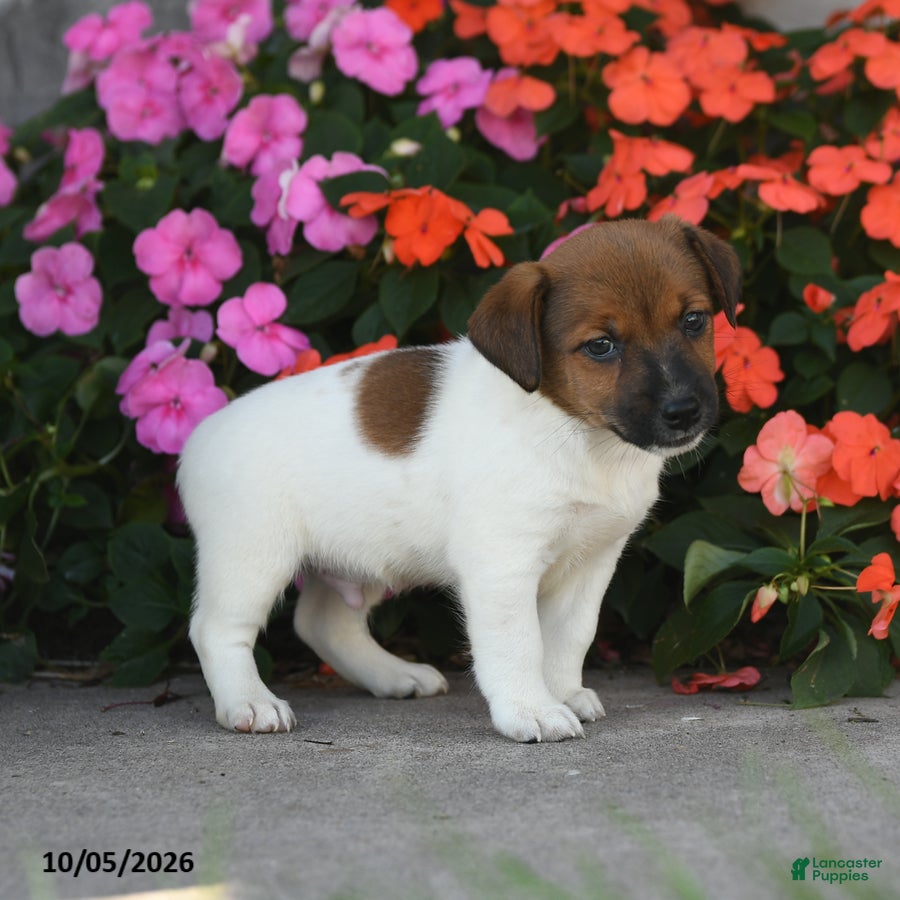 Jack Russell Terrier dogs Whistle - Ad 2
