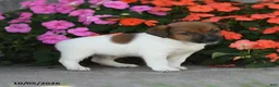 Jack Russell Terrier dogs for sale: Whistle - Ad 2