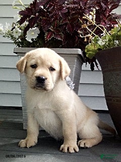 Labrador Retriever dogs Bailey - Ad 38