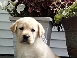 Labrador Retriever dogs Bailey - Ad 38