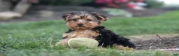 Yorkiepoo dogs for sale: Beckham - Ad 12