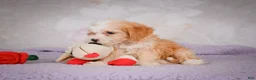 Mini Bernedoodle dogs for sale: Mandy - Ad 4