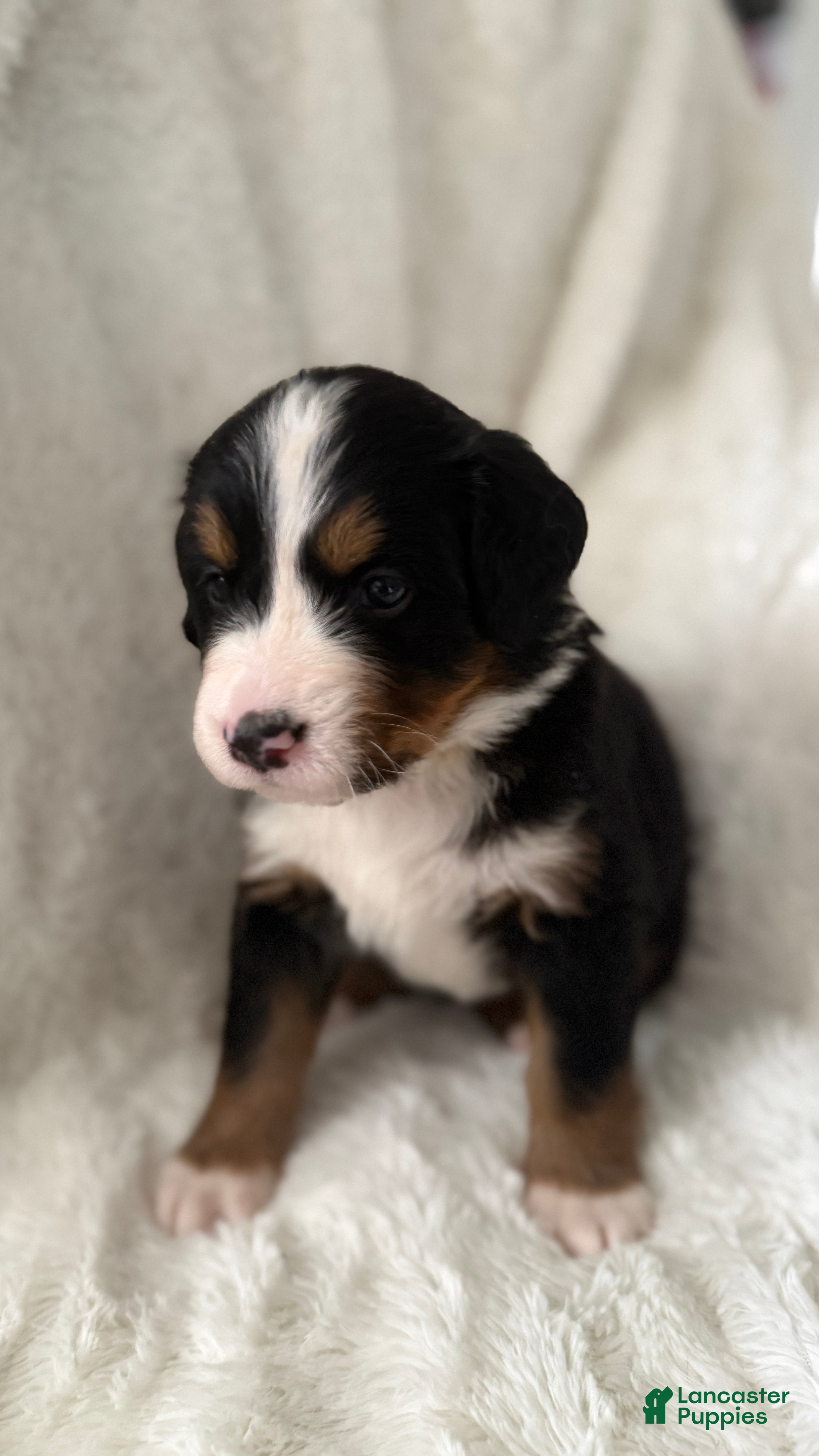 Bernese Mountain Dog dogs Yellow Female - Ad 1
