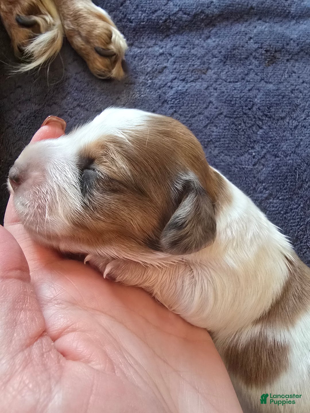 Miniature Dachshund dogs for sale: FeeFee - Ad 8