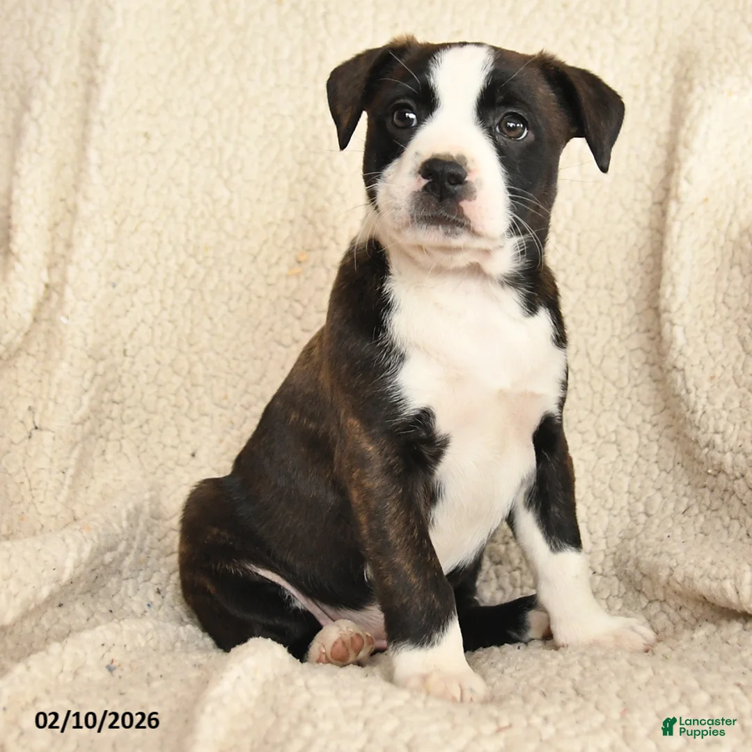 Mixed Breed dogs for sale: Maisy - Ad 3