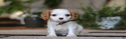 Cavalier King Charles Spaniel dogs for sale: Weston - Ad 1