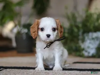 Cavalier King Charles Spaniel dogs Weston - Ad 18