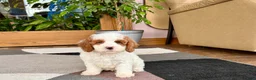 Cavapoo dogs for sale: Cavapoo male 1 - Ad 11