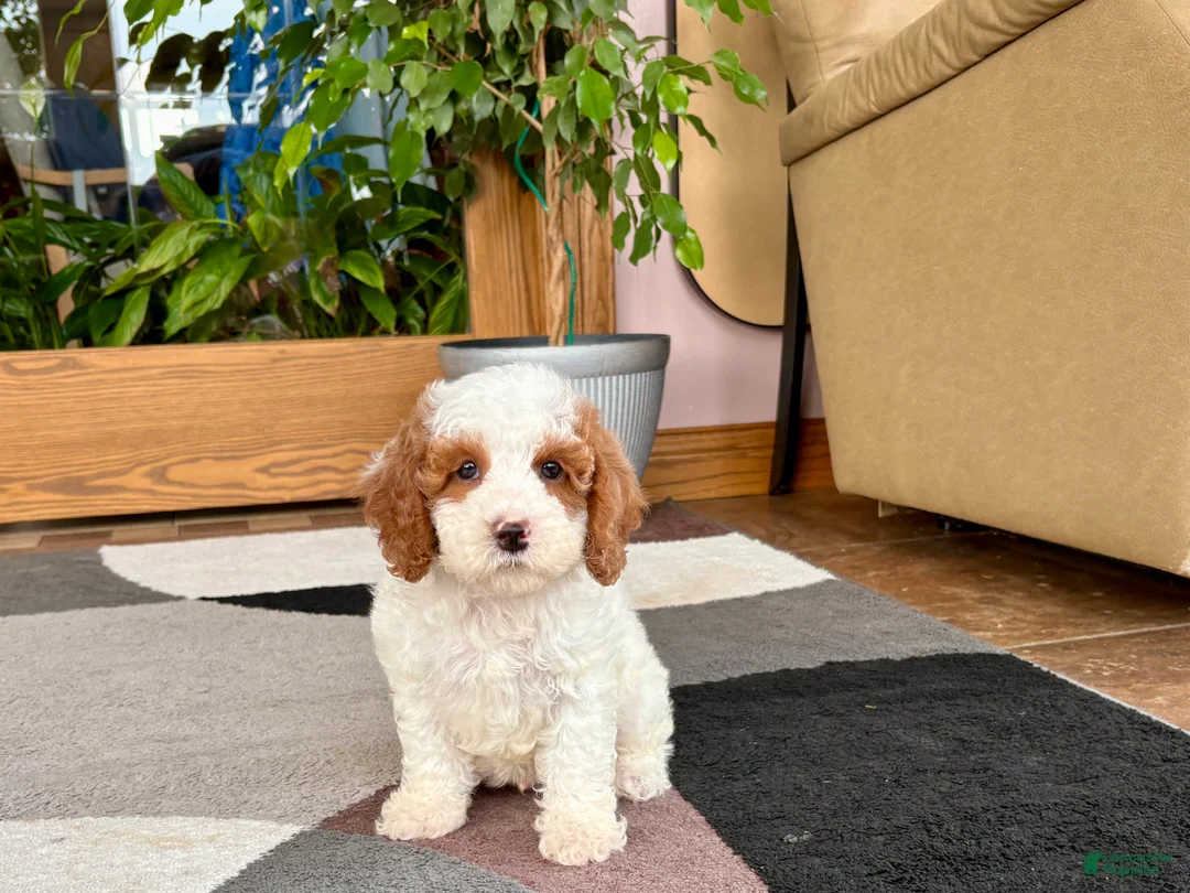 Cavapoo dogs for sale: Cavapoo male 1 - Ad 11