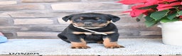 Rottweiler dogs for sale: Tiara - Ad 2