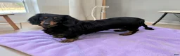 Miniature Dachshund dogs for sale: Pepper - Ad 6