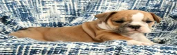 English Bulldog dogs for sale: Jaxson - Ad 8
