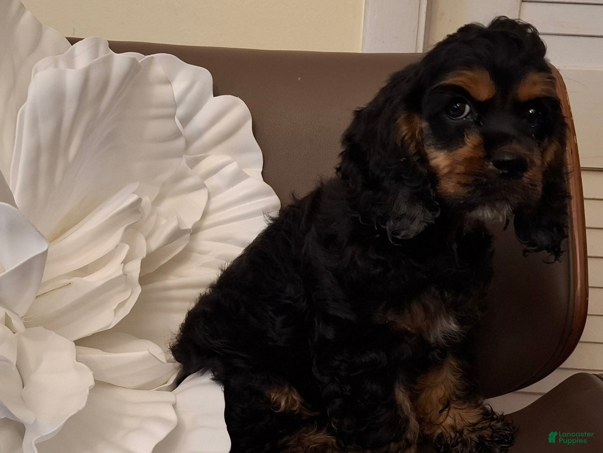 Cocker Spaniel dogs Cocker Spaniel 1 - Ad 40