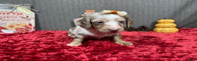 Miniature Dachshund Puppy 5