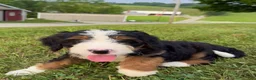 Bernedoodle dogs for sale: Ellie - Ad 1