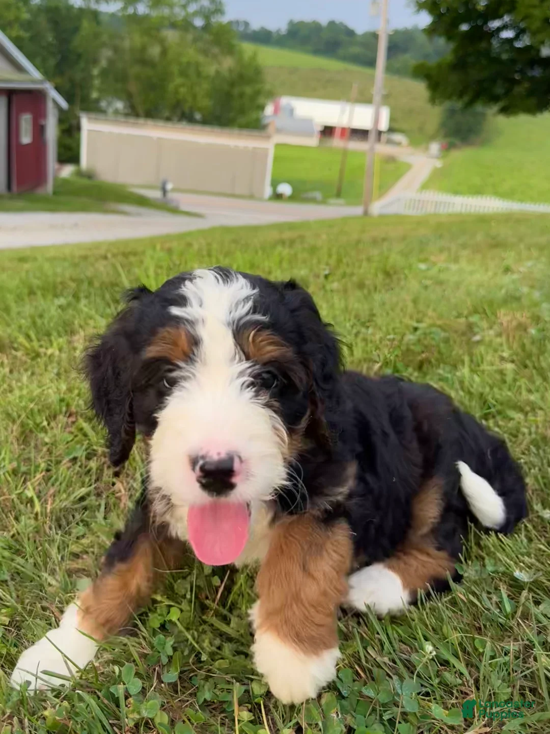 Bernedoodle dogs for sale: Ellie - Ad 1